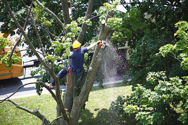 Professional Tree Care in Lake Summerset, IL